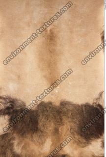 lion skin 0005